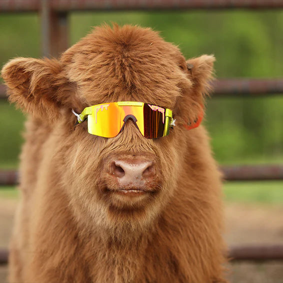 The 1993 Polarized